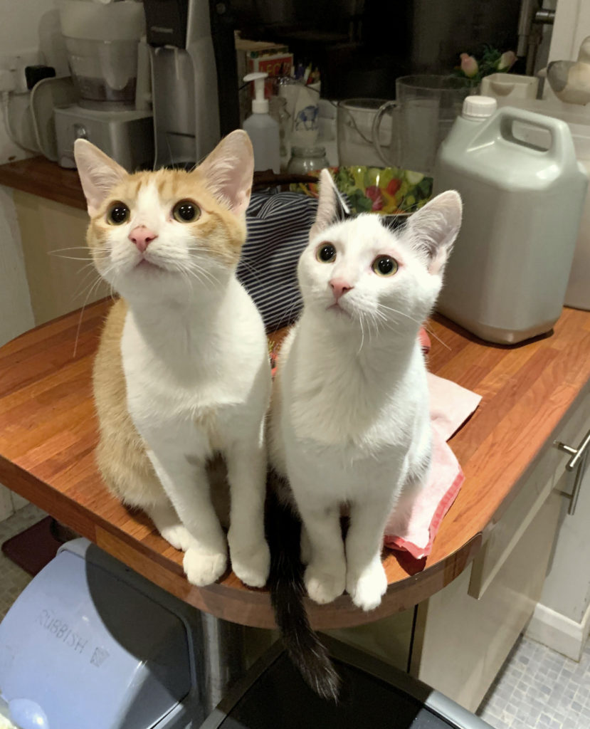 two absurdly cute kittens sitting up on a kitchen work surface looking up and to the left.