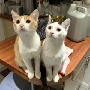 Magnus and Ponyo 2 kittens, sit up on a kitchen work surface